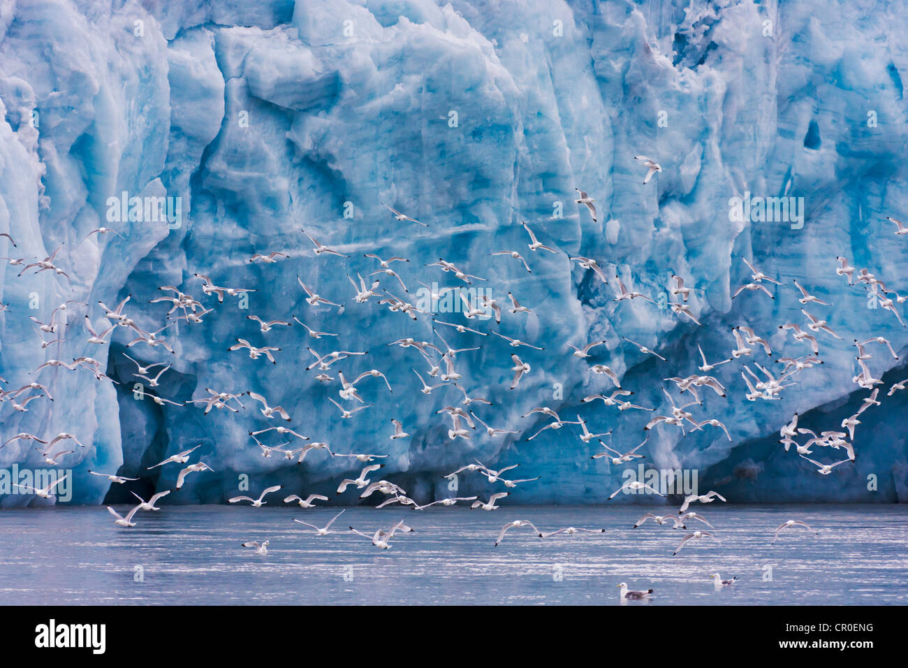Goéland bourgmestre (Larus hyperboreus) sur l'iceberg, Hornsund, plus au sud du Spitzberg, Norvège fjord Banque D'Images