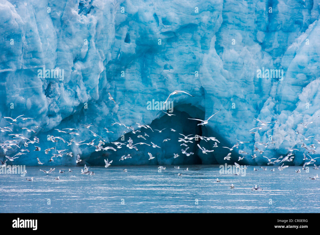 Le Goéland bourgmestre (Larus hyperboreus) battant, Hornsund, plus au sud du Spitzberg, Norvège fjord Banque D'Images