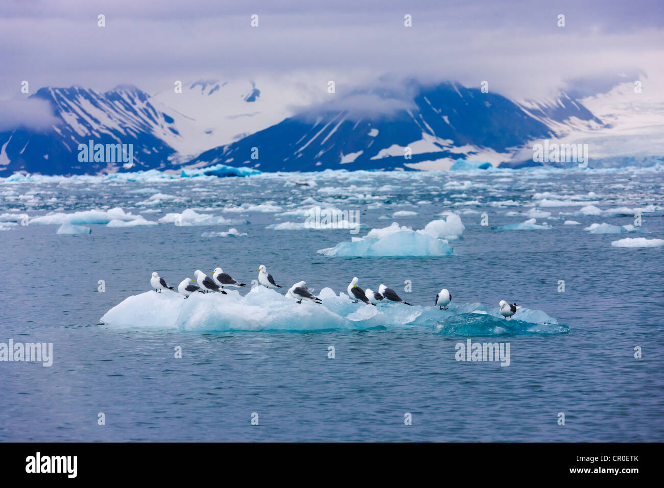 Goéland bourgmestre (Larus hyperboreus) sur l'iceberg, Hornsund, plus au sud du Spitzberg, Norvège fjord Banque D'Images