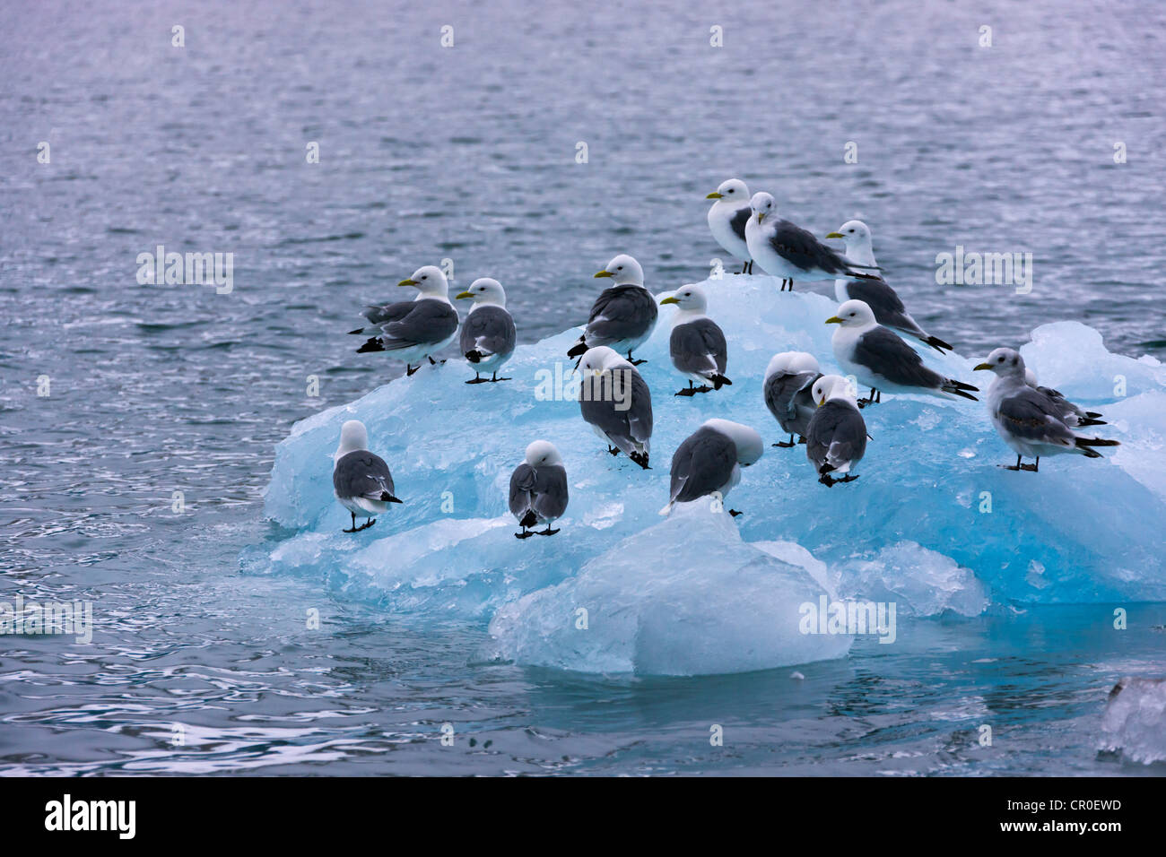 Goéland bourgmestre (Larus hyperboreus) sur l'iceberg, Hornsund, plus au sud du Spitzberg, Norvège fjord Banque D'Images