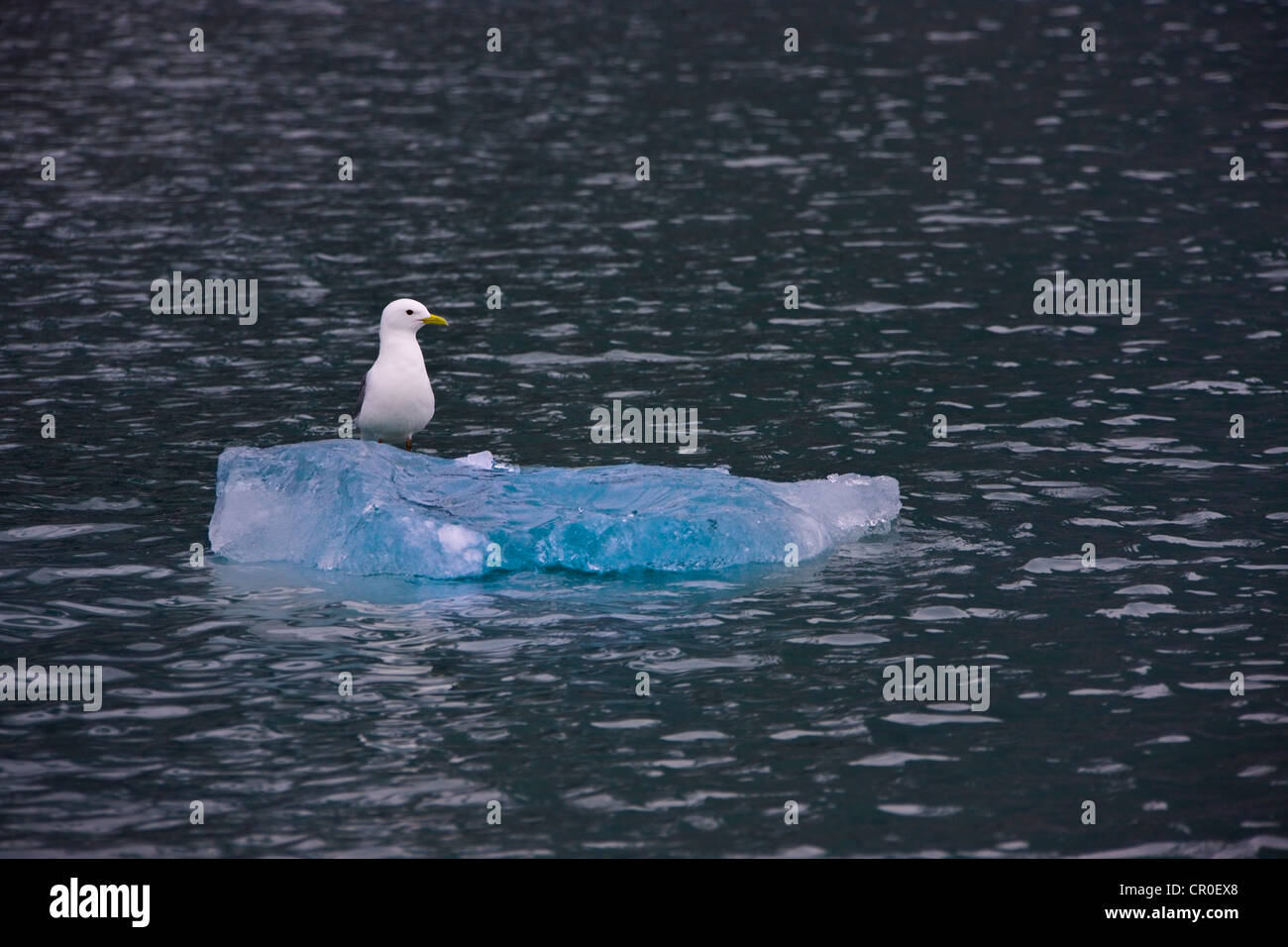 Mouette blanche (Pagophila eburnea) sur la glace flottante dans l'océan Arctique, Hornsund, plus au sud du Spitzberg, Norvège fjord Banque D'Images