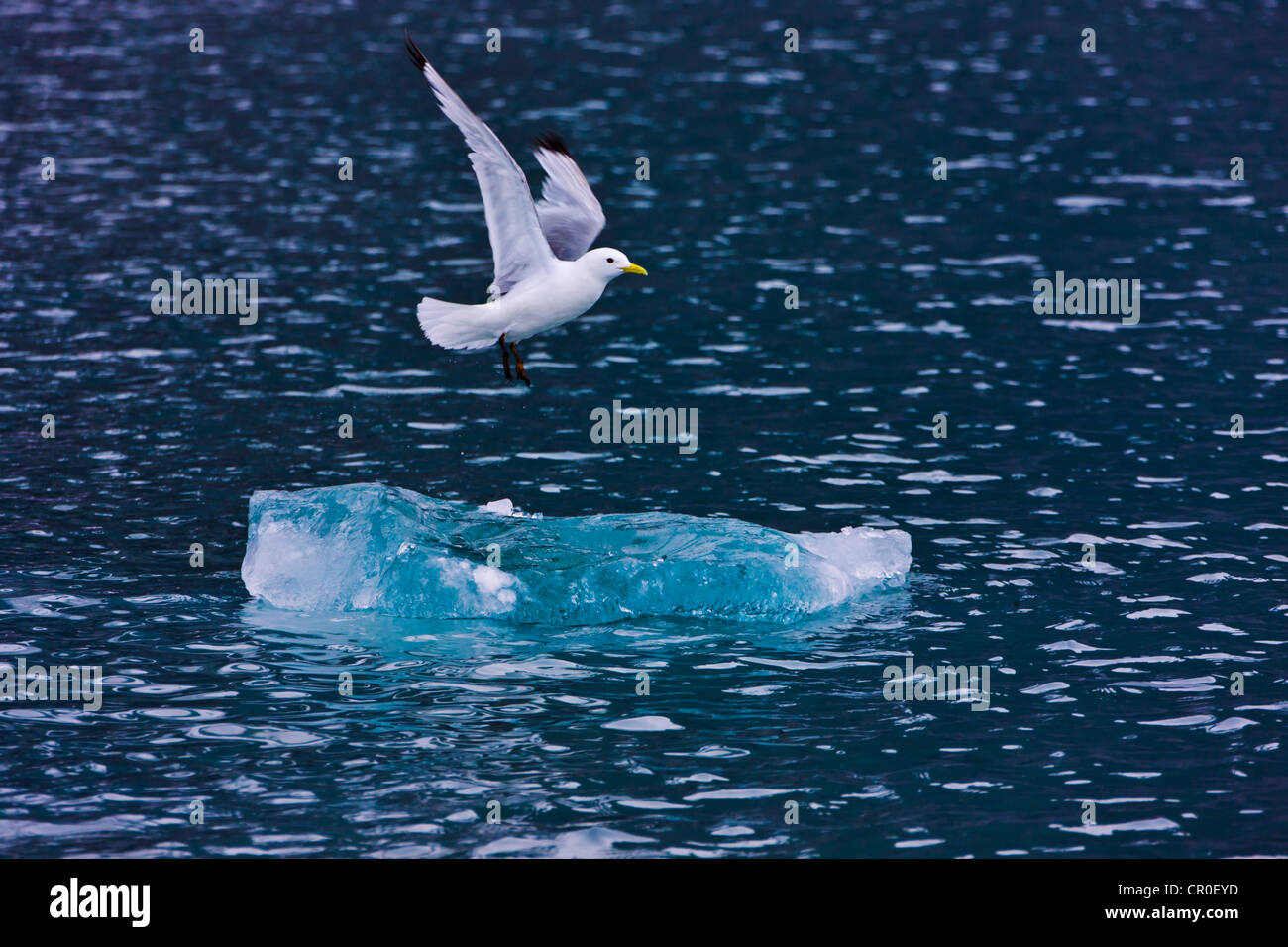 Mouette blanche (Pagophila eburnea) sur la glace flottante dans l'océan Arctique, Hornsund, plus au sud du Spitzberg, Norvège fjord Banque D'Images