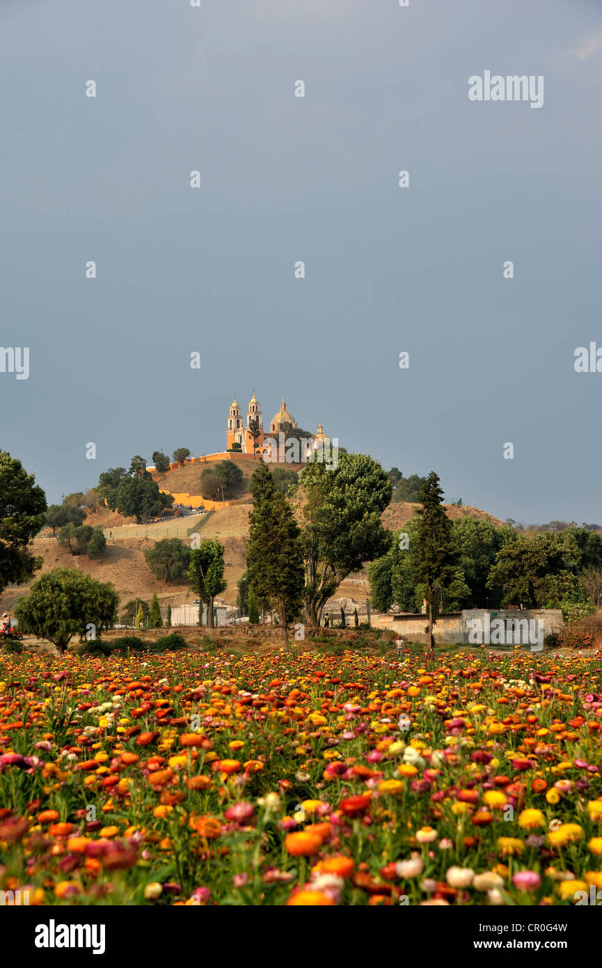 Prairie de fleurs colorées en face de l'église Iglesia de Nuestra Señora de los Remedios sur les ruines de la pré-hispaniques Banque D'Images