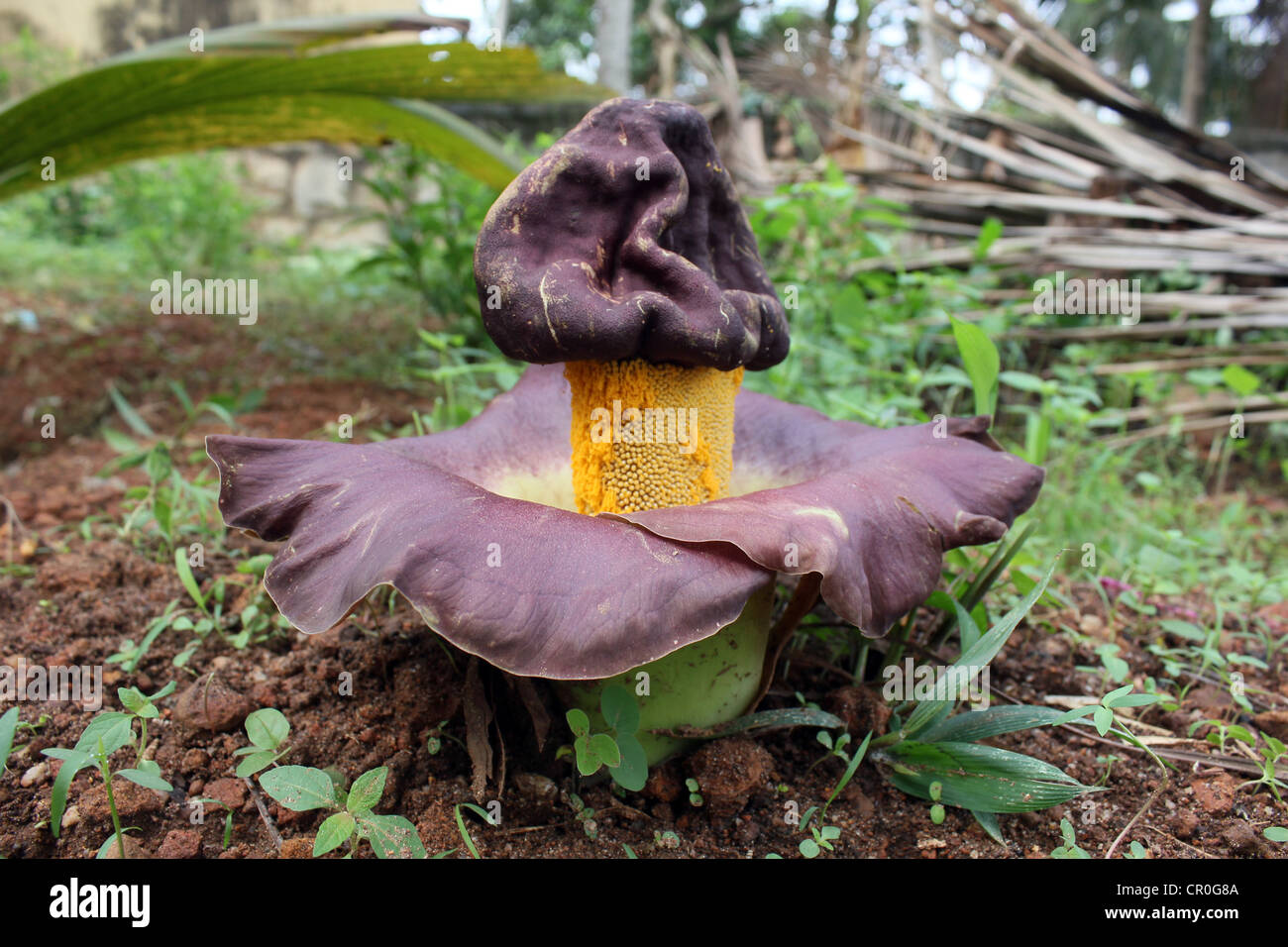 Fleur de pied d'Eléphant Amorphophallus paeoniifolius ou Igname Banque D'Images