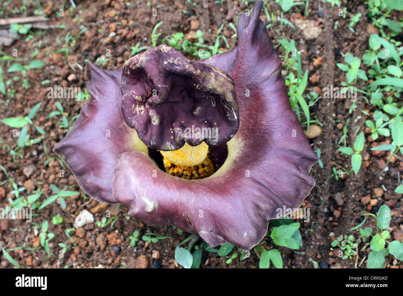 Fleur de pied d'Eléphant Amorphophallus paeoniifolius ou Igname Banque D'Images