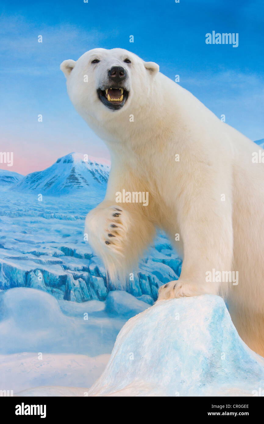 Modèle d'ours polaire, Longyearbyen, Norvège Banque D'Images