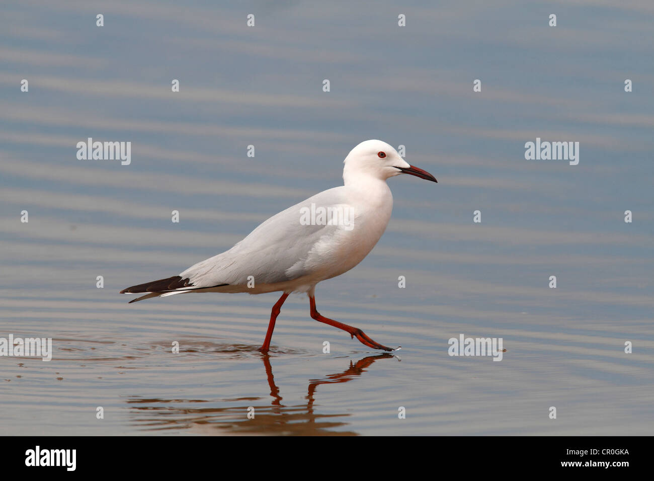 Slender-billed Gull (Larus genei), pataugeant dans l'eau peu profonde, Camargue, France, Europe Banque D'Images