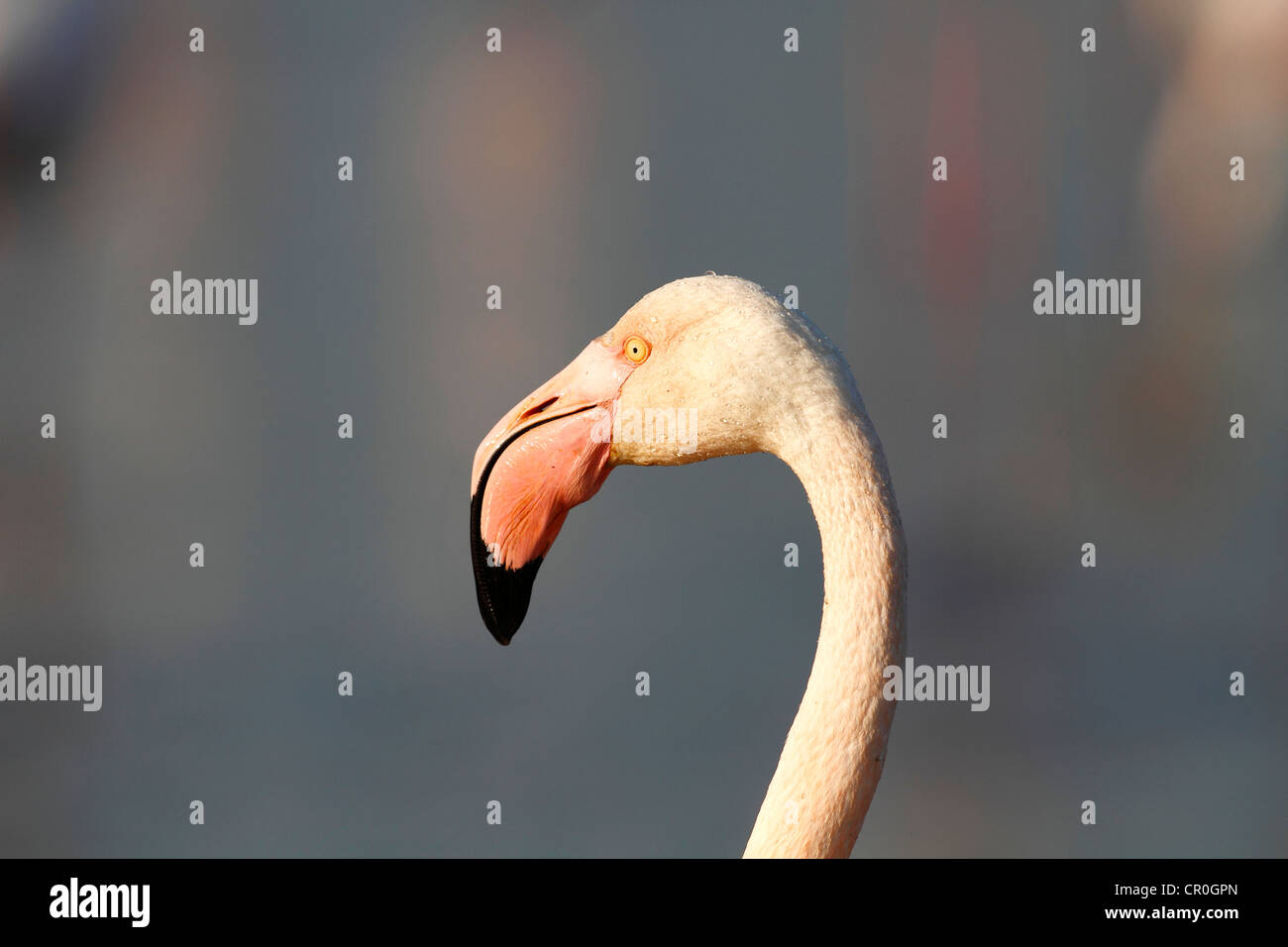 Plus de flamants roses (Phoenicopterus roseus), portrait, Camargue, France, Europe Banque D'Images