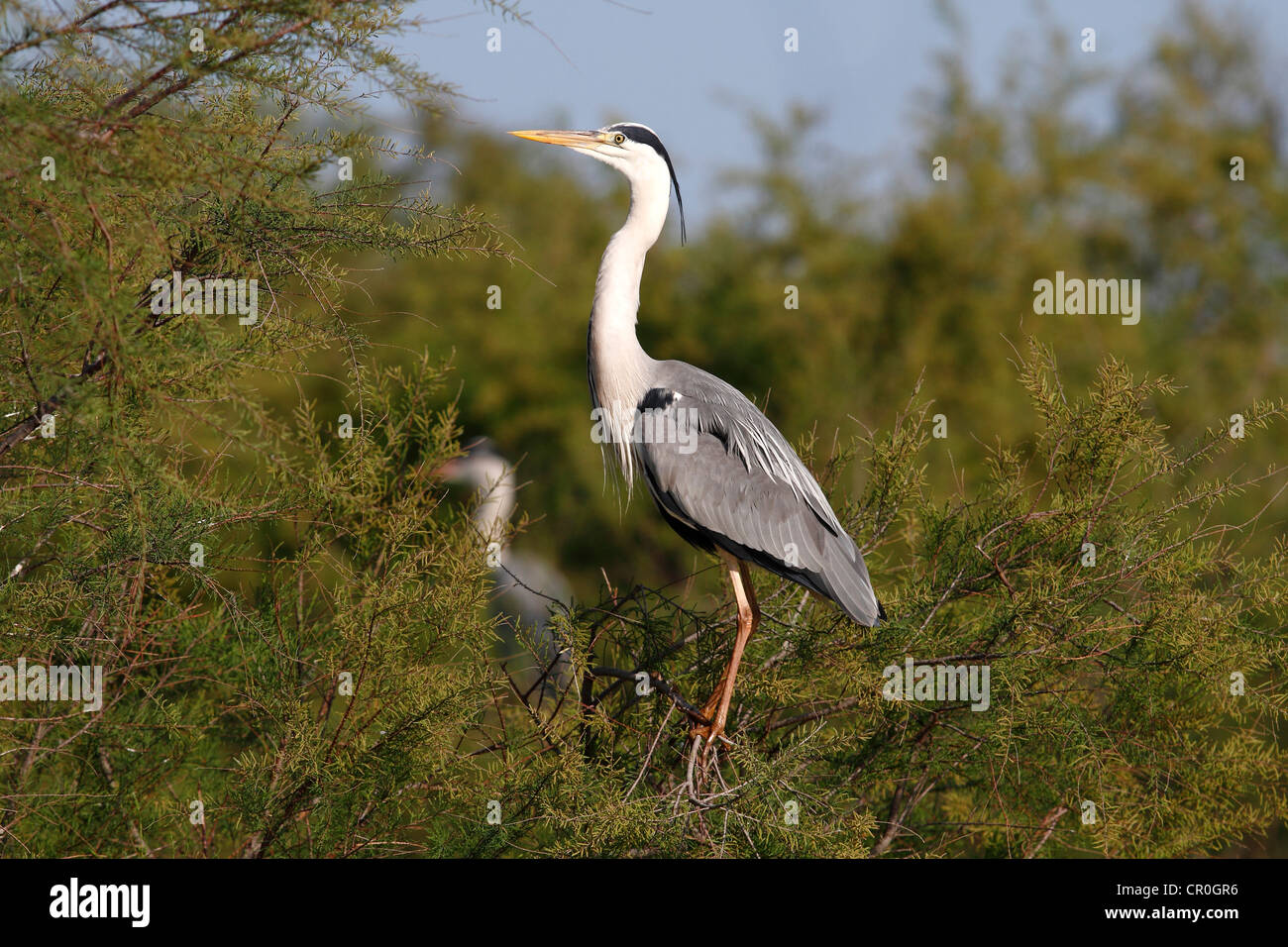 Héron cendré (Ardea cinerea), Comité permanent sur l'arbre, Camargue, France, Europe Banque D'Images