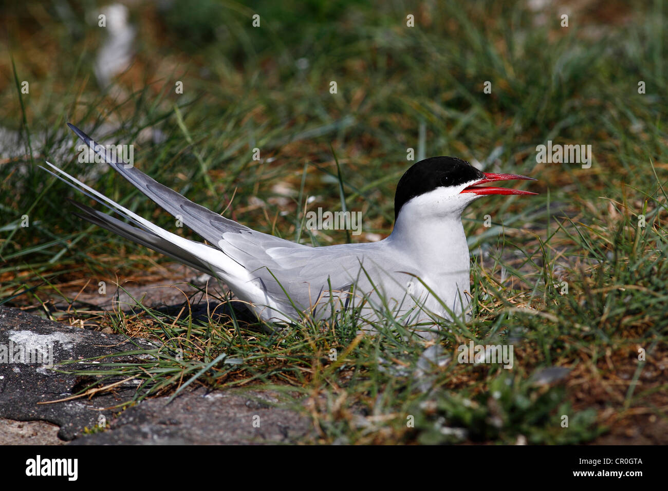 Sterne arctique (Sterna paradisaea), Hot bird sur son nid, Eidersperrwerk, Frise du Nord, l'Allemagne, de l'Europe Banque D'Images