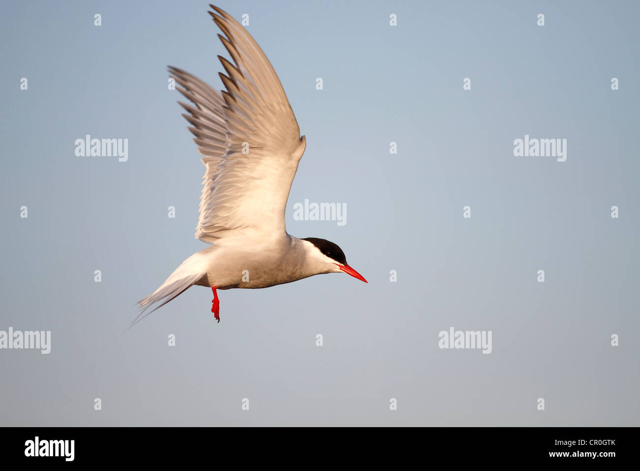 Sterne arctique (Sterna paradisaea), adulte oiseau en vol, Eidersperrwerk, Frise du Nord, l'Allemagne, de l'Europe Banque D'Images