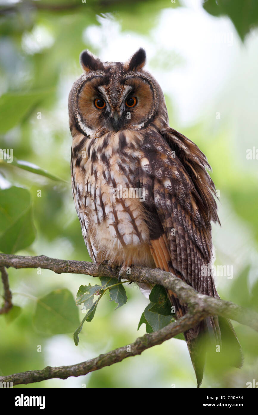 Long-eared Owl (Asio otus), perché en branche, Apetlon, le lac de Neusiedl, Burgenland, Autriche, Europe Banque D'Images