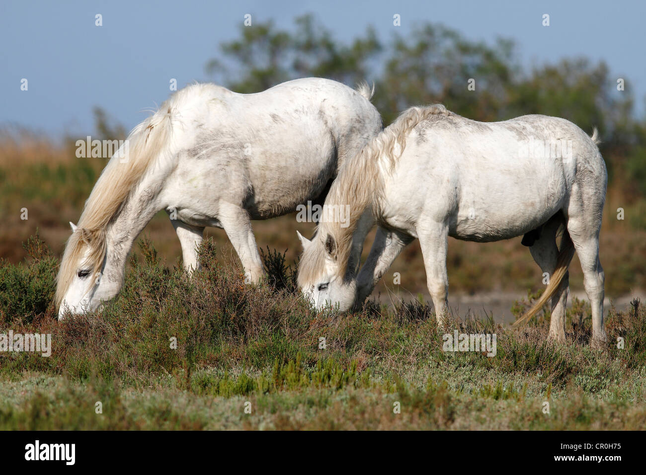 Deux chevaux camargue (Equus caballus) manger dans un espace protégé, Camargue, France, Europe Banque D'Images