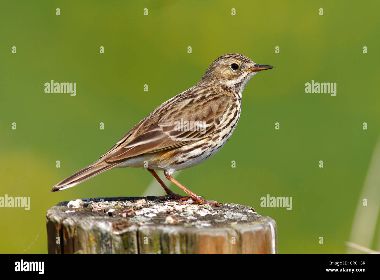 Meadow pipit spioncelle (Anthus pratensis) perché sur un poteau de clôture Banque D'Images