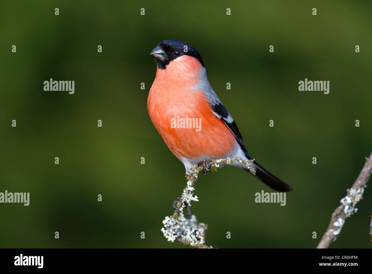 Bouvreuil (Pyrrhula pyrrhula), homme perché sur une branche couverte de lichen Banque D'Images