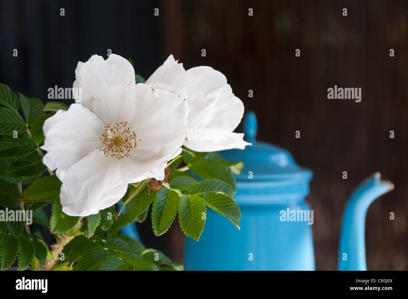 Rose japonais ou Ramanas Rose (Rosa rugosa), fleur blanche en face d'un pot bleu, still life Banque D'Images