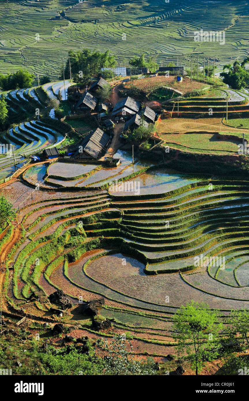 Les producteurs de riz, maisons, terrasses de riz vert, les rizières de Sapa ou Sa Pa, province de Lao Cai, au nord du Vietnam, Vietnam Banque D'Images