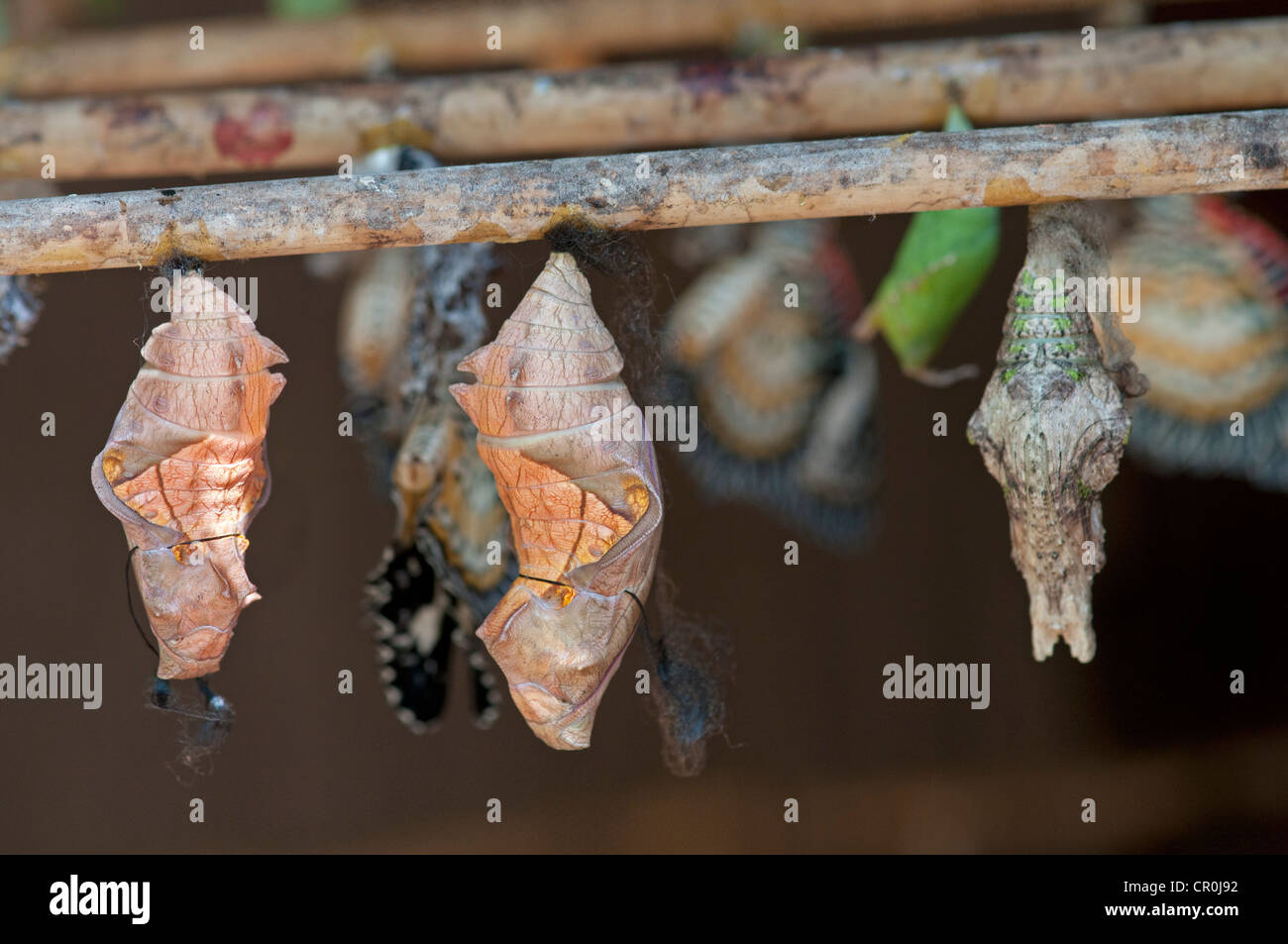 Pupes, chrysalides, du genre Cethosia, Siem Reap, Cambodge, Asie du Sud, Asie Banque D'Images