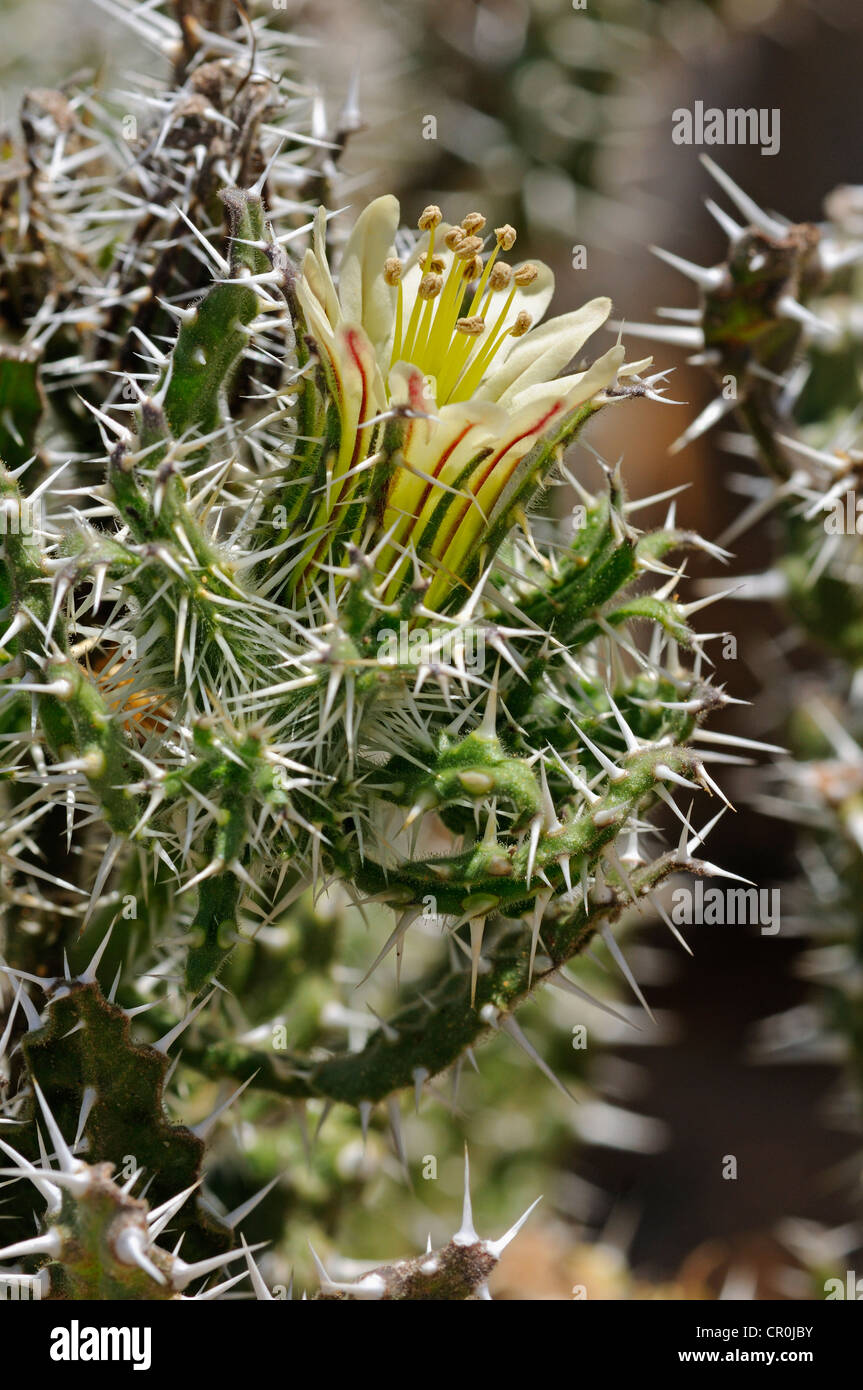 Bush (codon royenii miel), Bloom, Goegap Nature Reserve, le Namaqualand, Afrique du Sud, l'Afrique Banque D'Images