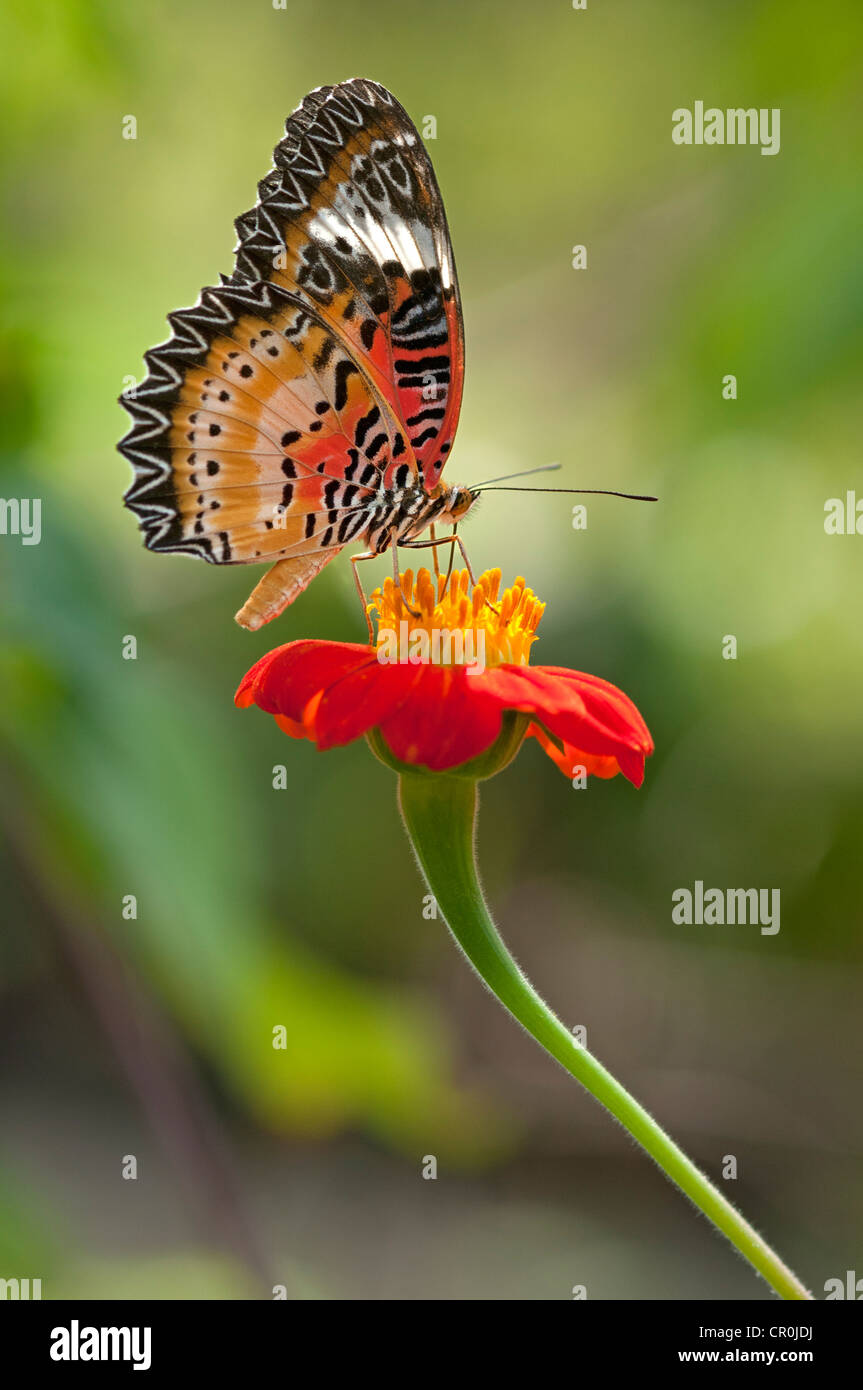 (Cethosia) boire le nectar d'une fleur, Siem Reap, Cambodge, Asie du Sud, Asie Banque D'Images