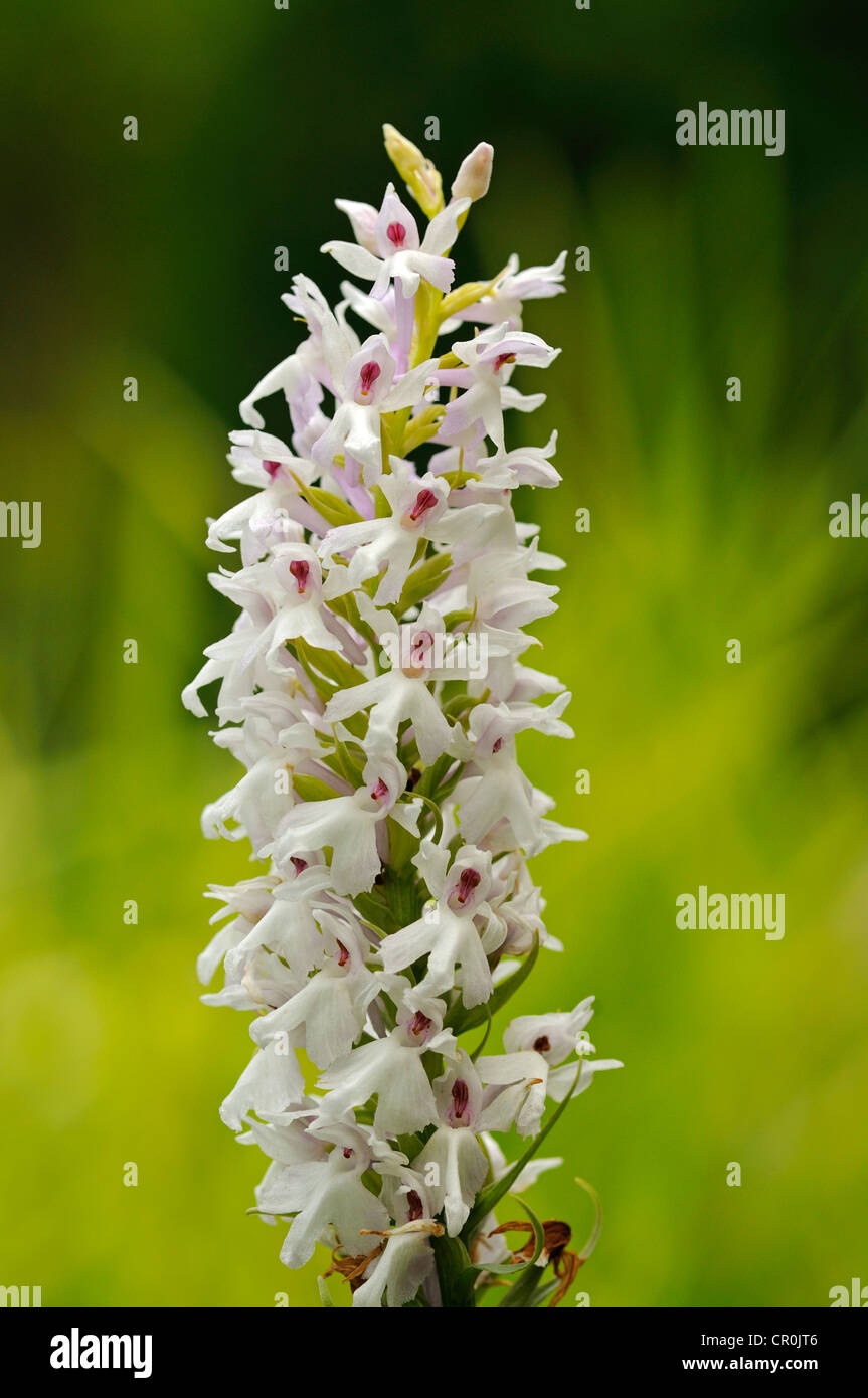 Début Marsh Orchid (Dactylorhiza incarnata Albino), variante albinos, Europe Banque D'Images