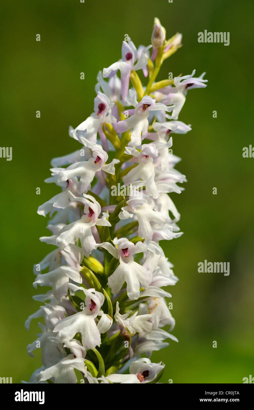 Début Marsh Orchid (Dactylorhiza incarnata Albino), variante albinos, Europe Banque D'Images