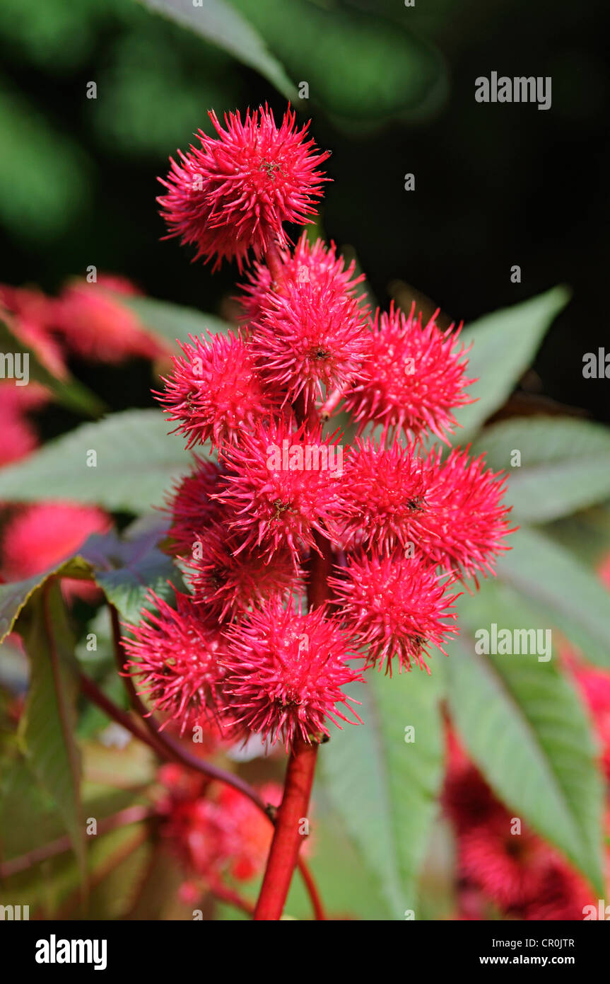 Ricinus communis Banque de photographies et d’images à haute résolution ...