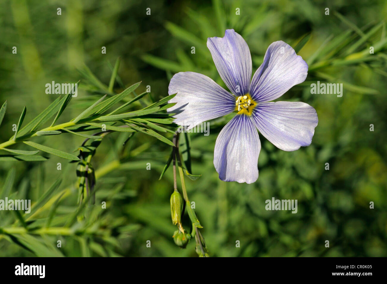 Lin (Linum austriacum autrichienne), Méditerranée Banque D'Images