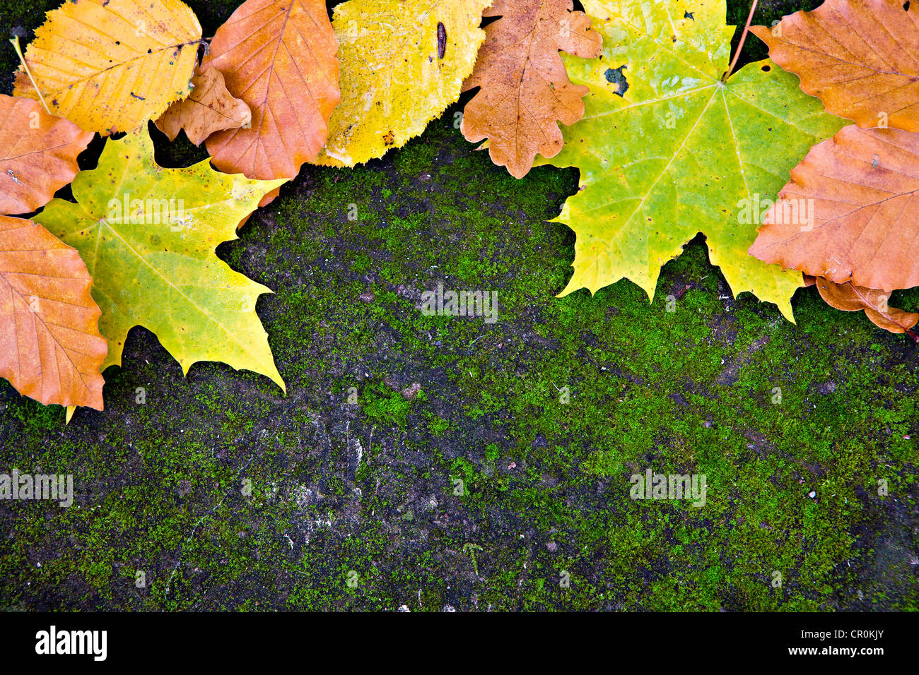 Les différentes feuilles de l'automne, de pierre couvert de mousse Banque D'Images