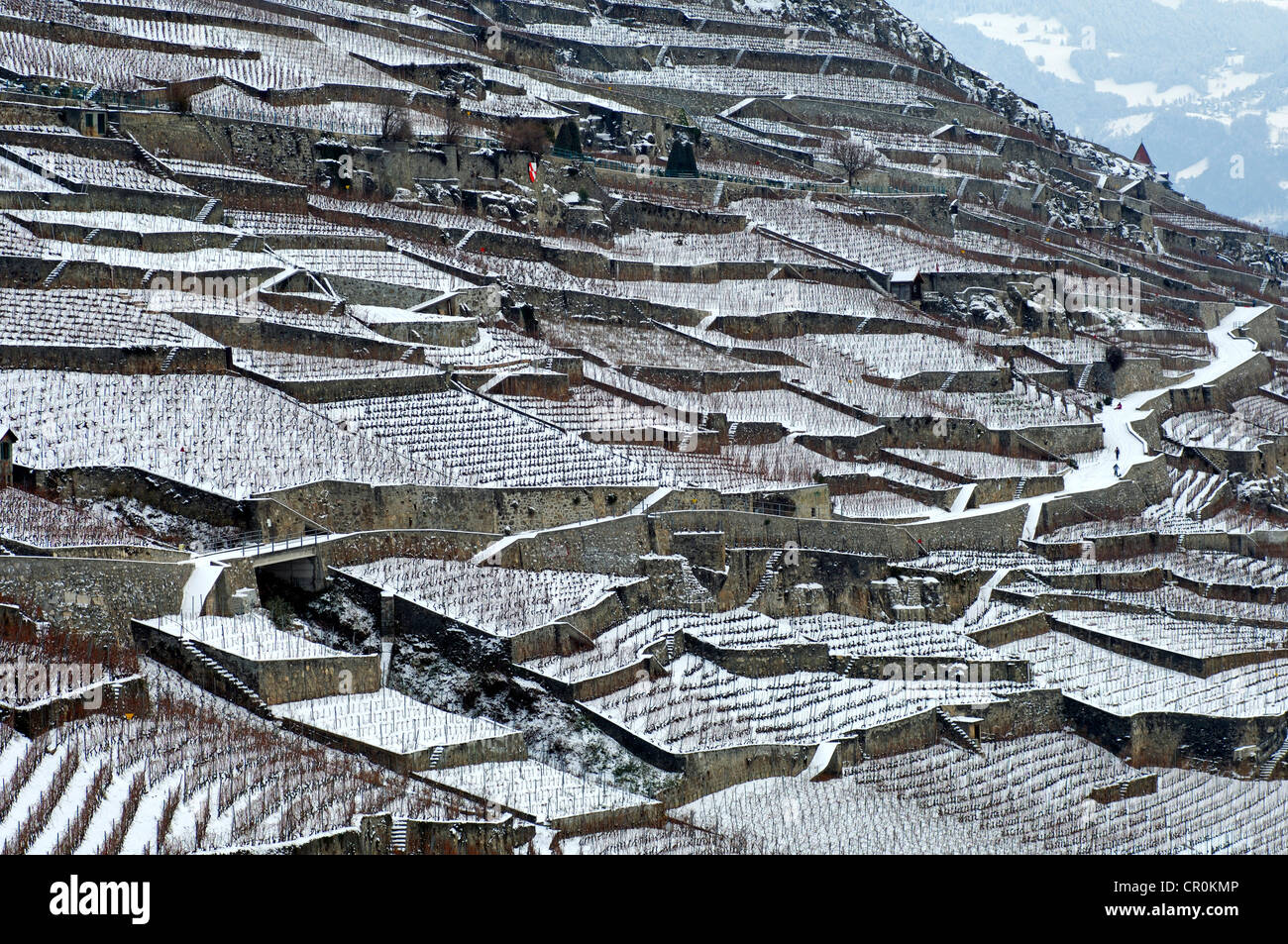 Vignobles en terrasses en hiver, UNESCO World Heritage site, près de Rivaz Lavaux, dans le Canton de Vaud, Suisse, Europe Banque D'Images