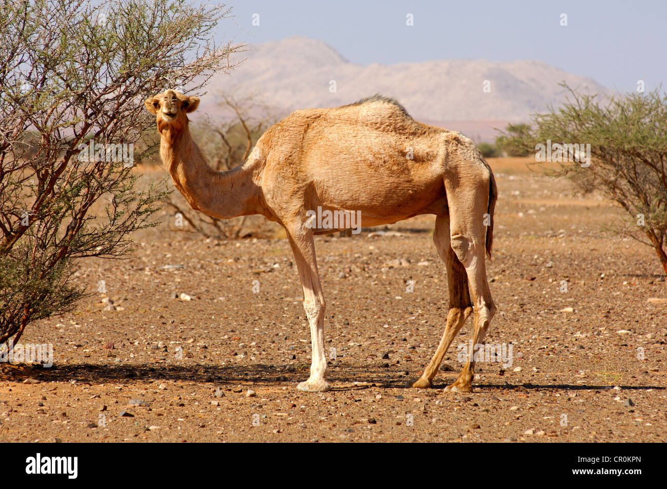 Semi-sauvages Dromadaire (Camelus dromedarius), dans son habitat naturel dans un semi-désert, Sultanat d'Oman, au Moyen-Orient Banque D'Images