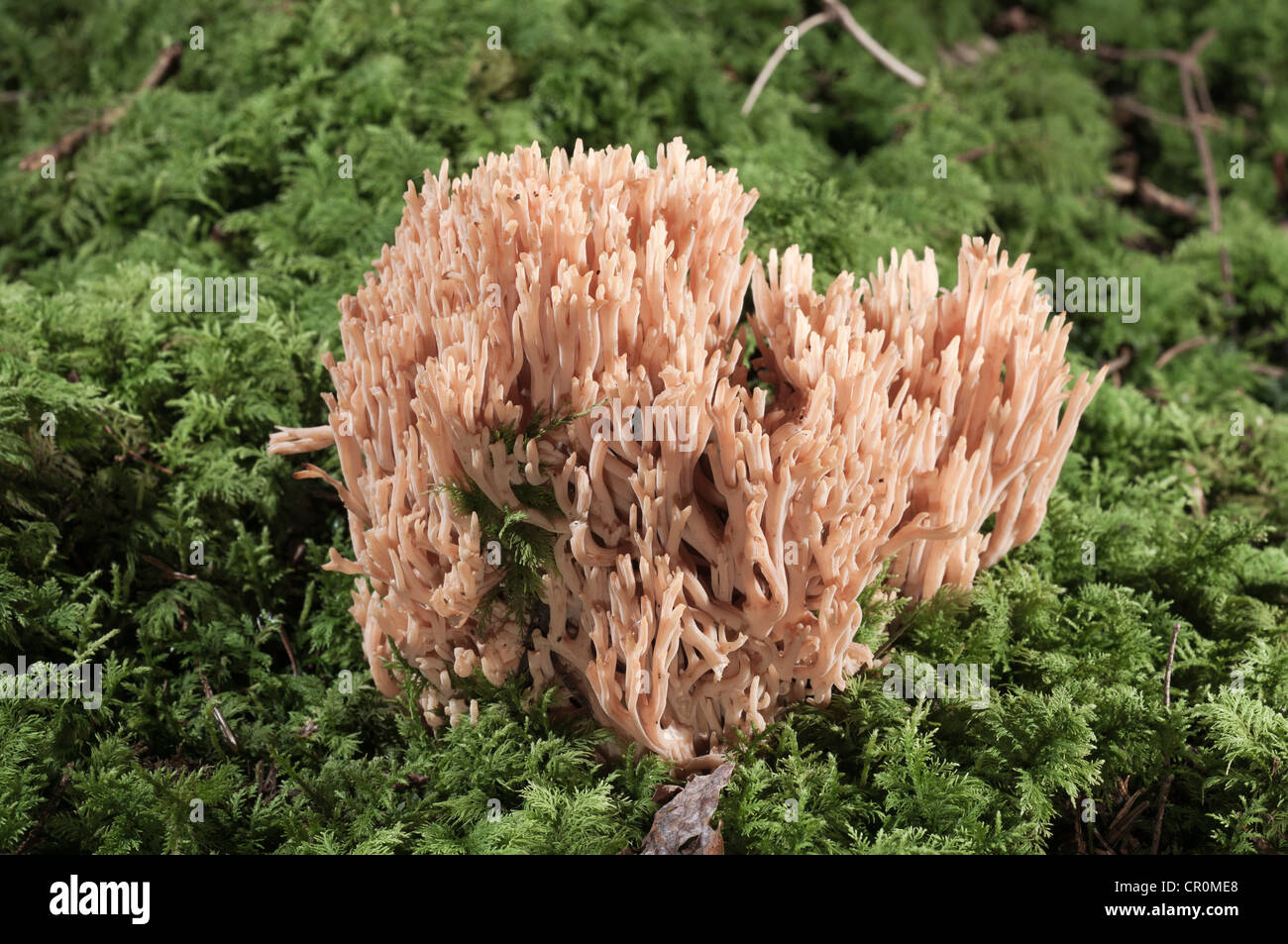Les champignons Les champignons des bois ou de corail (Ramaria pallida), Untergroeningen, Bade-Wurtemberg, Allemagne, Europe Banque D'Images