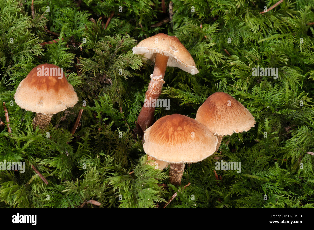 Dapperling châtaignier (castanea) Lepiota, Untergroeningen, Bade-Wurtemberg, Allemagne, Europe Banque D'Images