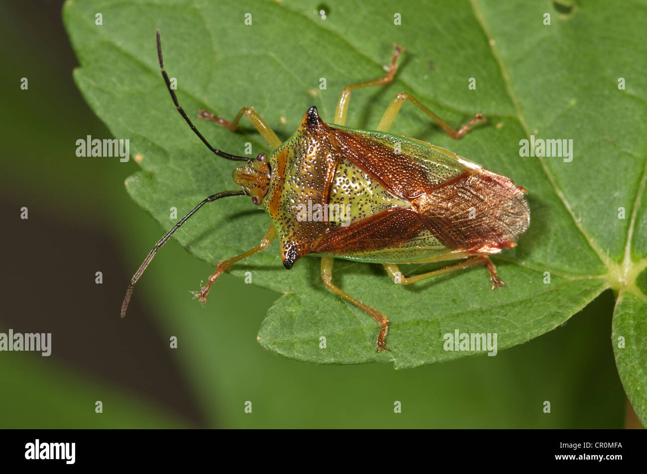 L'aubépine (Acanthosoma haemorrhoidale bug shield), Untergroeningen, Bade-Wurtemberg, Allemagne, Europe Banque D'Images