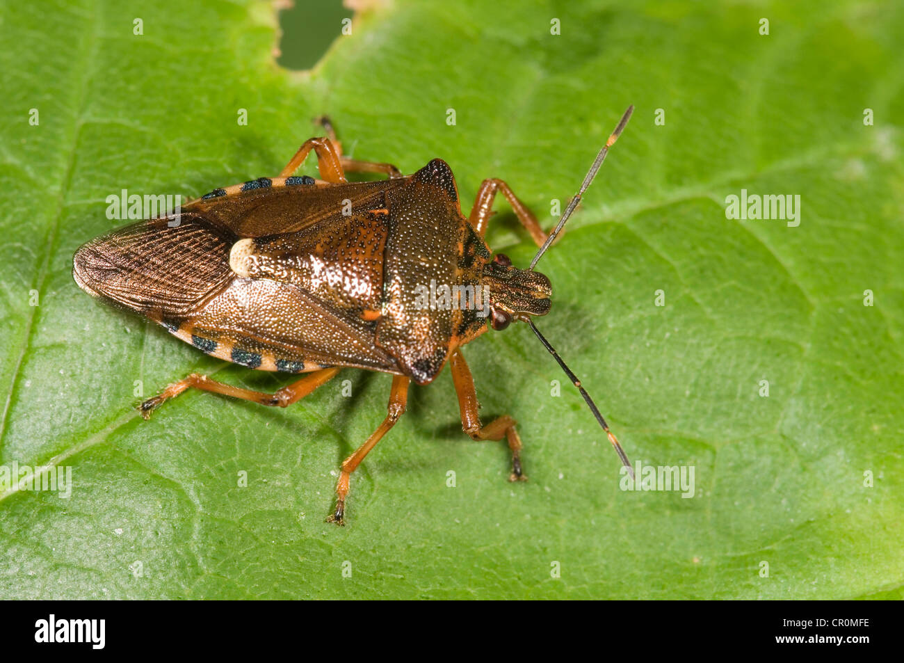 Pentoma rufipes (bug des forêts), Untergroeningen, Bade-Wurtemberg, Allemagne, Europe Banque D'Images