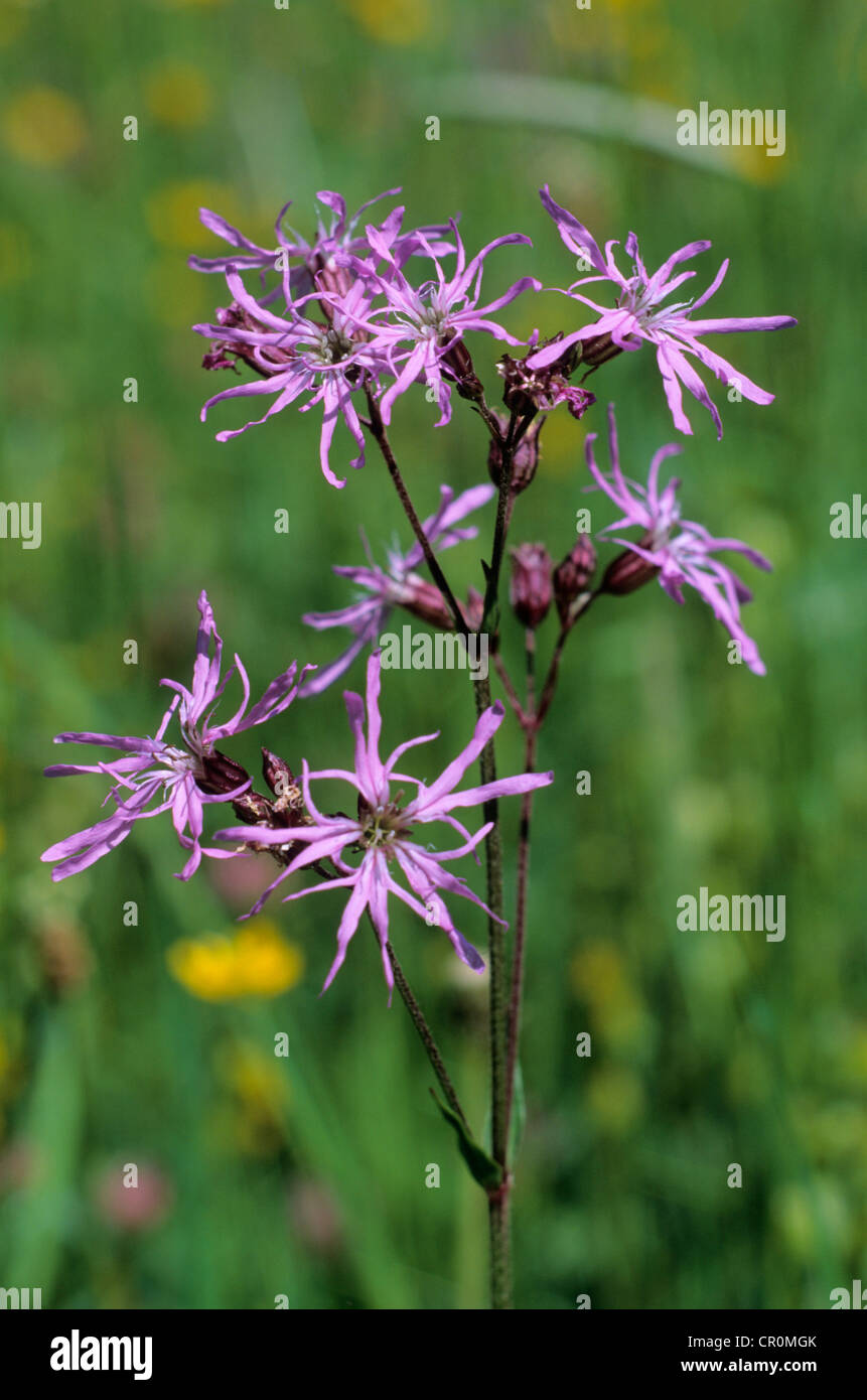 Ragged Robin (Lychnis flos-cuculi) Banque D'Images