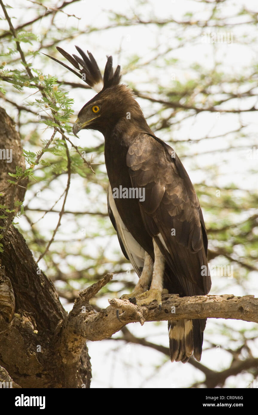 Longues observées dans eagle tree Banque D'Images