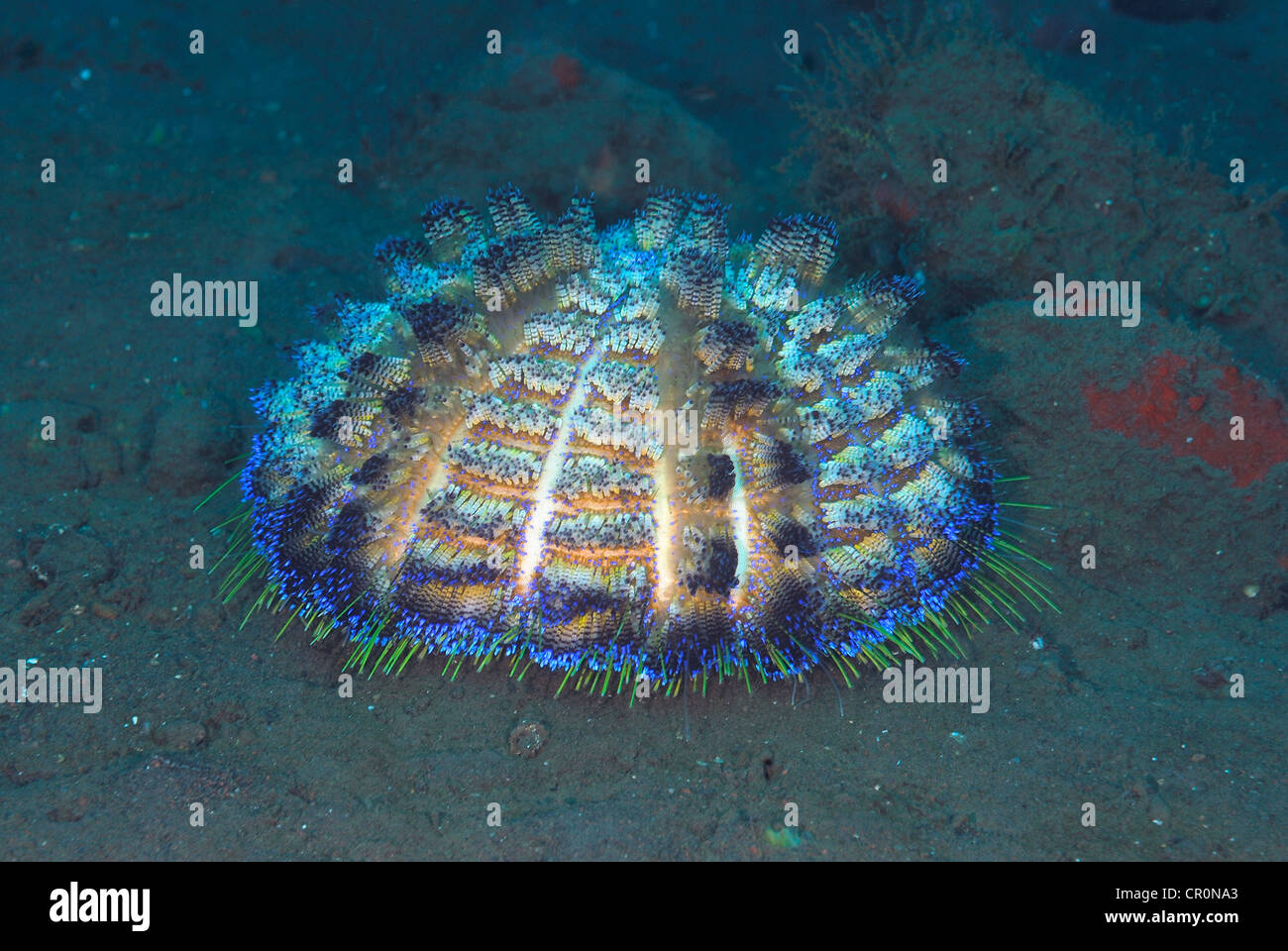 Asthenosoma varium oursin de feu, Echinothuridae, indo-pacifique, Bali, l'Asie, l'Indonésie Tulamben Banque D'Images