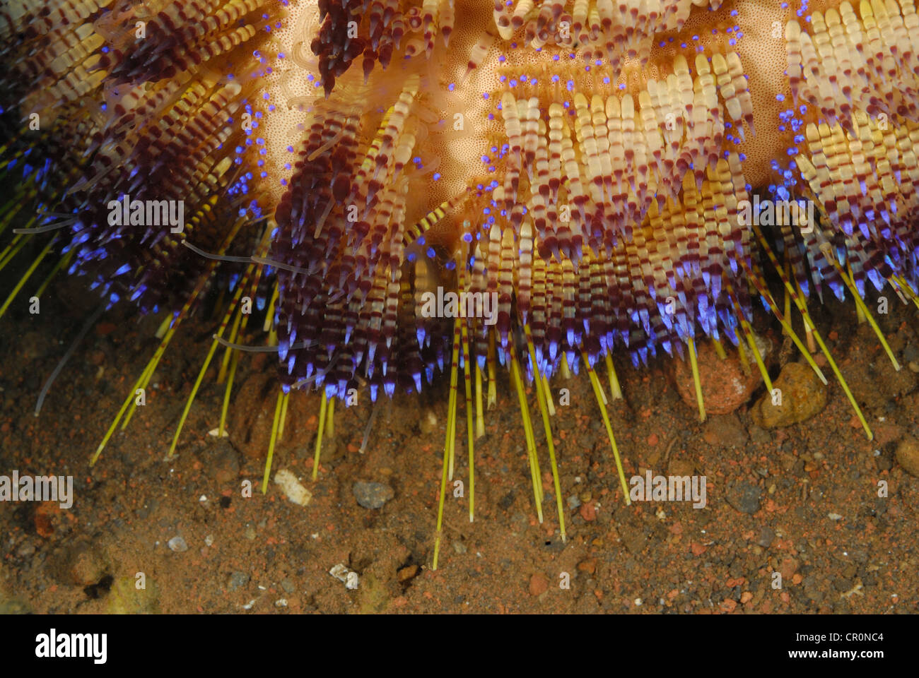 Asthenosoma varium oursin de feu, Echinothuridae, indo-pacifique, Bali, l'Asie, l'Indonésie Tulamben Banque D'Images