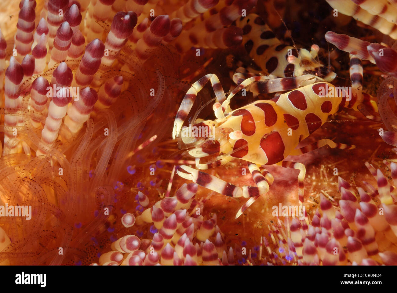 Crevettes Periclimenes colemani Coleman, en feu, Asthenosoma varium oursin Echinothuridae, indo-pacifique, Bali, Tulamben Banque D'Images