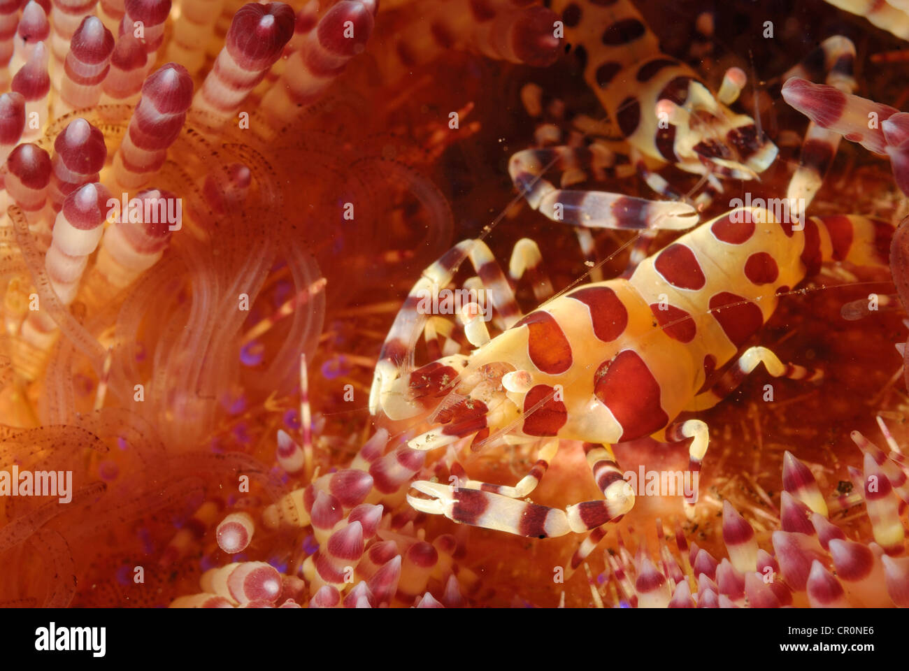 Crevettes Periclimenes colemani Coleman, en feu, Asthenosoma varium oursin Echinothuridae, indo-pacifique, Bali, Tulamben Banque D'Images