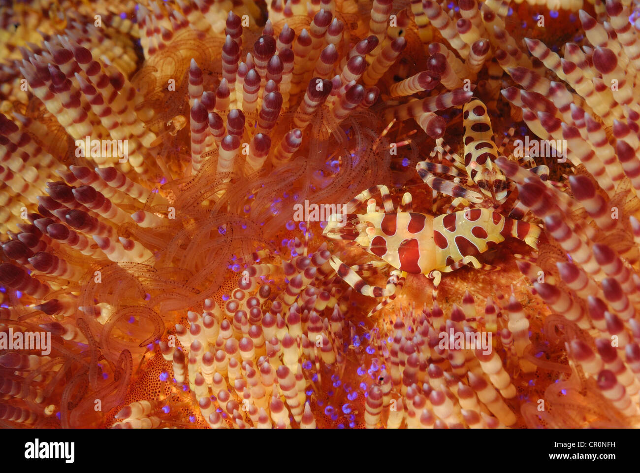 Crevettes Periclimenes colemani Coleman, en feu, Asthenosoma varium oursin Echinothuridae, indo-pacifique, Bali, Tulamben Banque D'Images