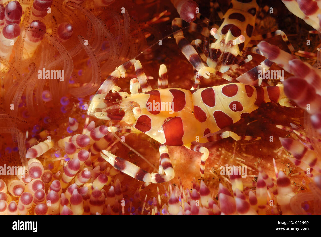 Crevettes Periclimenes colemani Coleman, en feu, Asthenosoma varium oursin Echinothuridae, indo-pacifique, Bali, Tulamben Banque D'Images