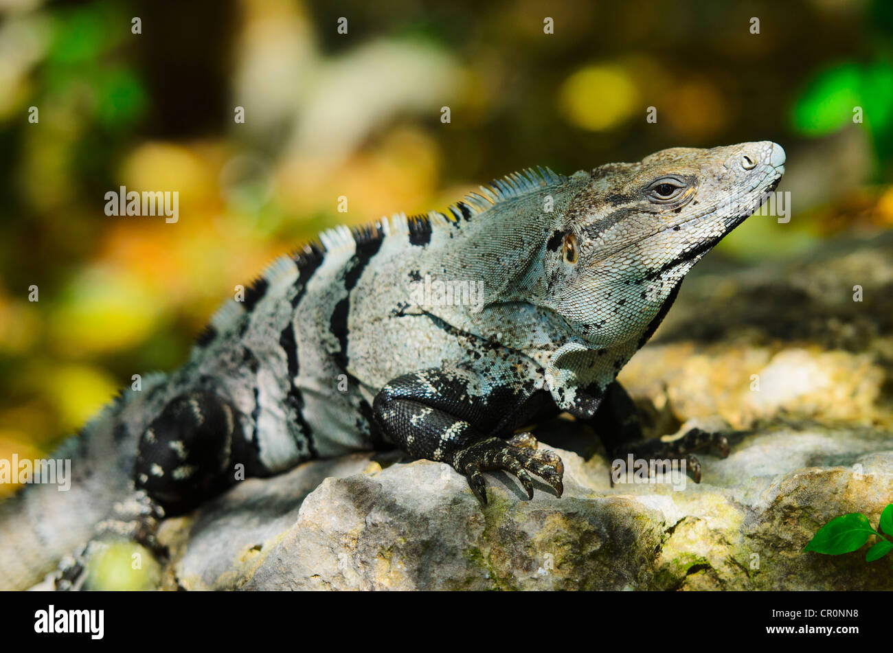 Le Mexique, Yucatan, Tulum, iguane se dorant dans la lumière du soleil Banque D'Images