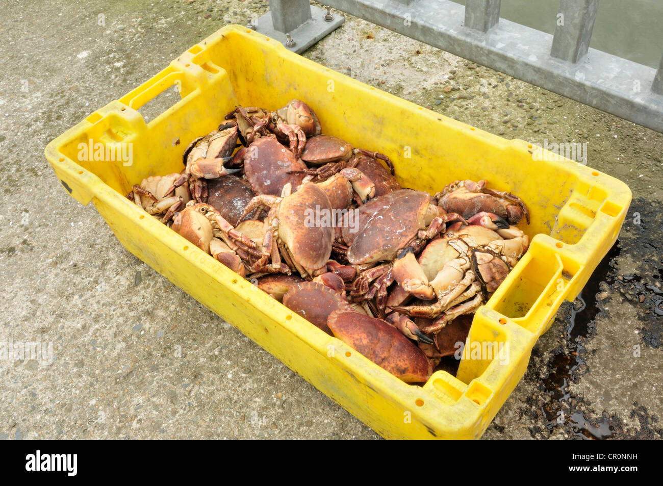 Tourteau Cancer pagurus, l'Irlande, la mer Rathmullan, Donegal, Irlande Banque D'Images