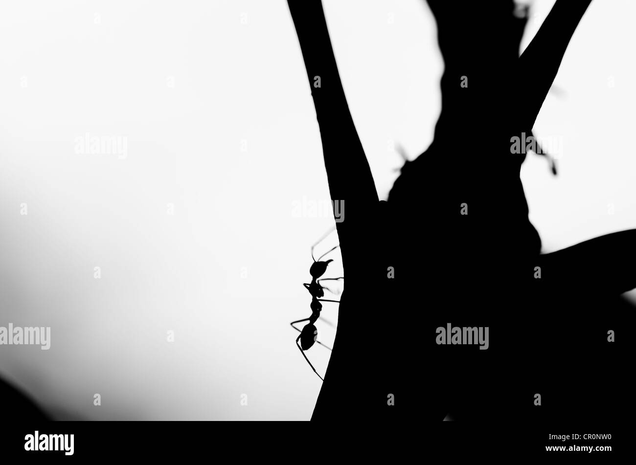 Red ant in green nature ou dans le jardin Banque D'Images