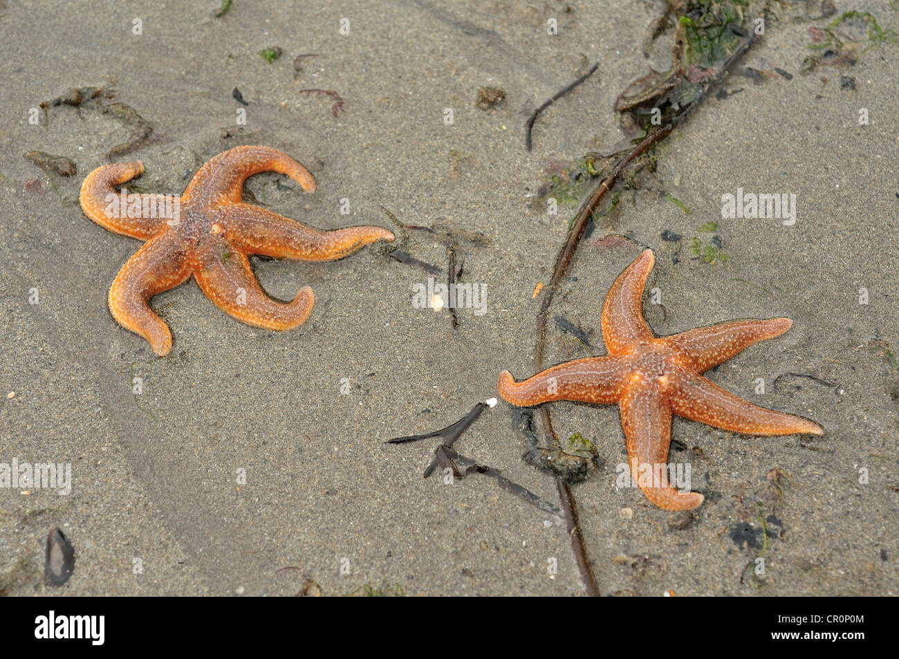 L'Étoile de mer Commune Commune ou étoile de mer (Asterias rubens), l'Irlande Mer, Océan Atlantique, Rathmullan, Donegal, Irlande Banque D'Images