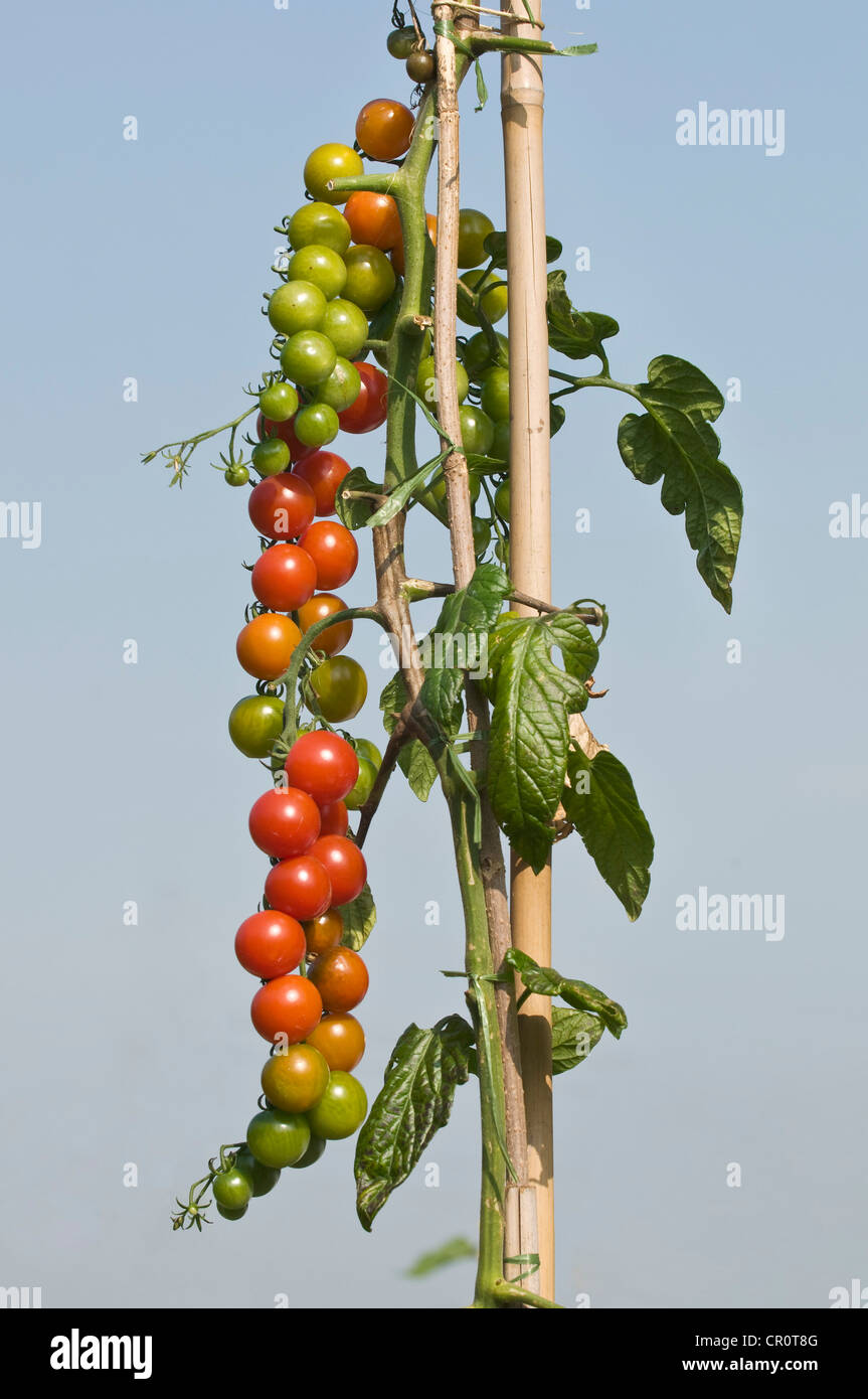 Attaché tomato vine avec beaucoup de tomates, propre jardin, l'auto-approvisionnement Banque D'Images