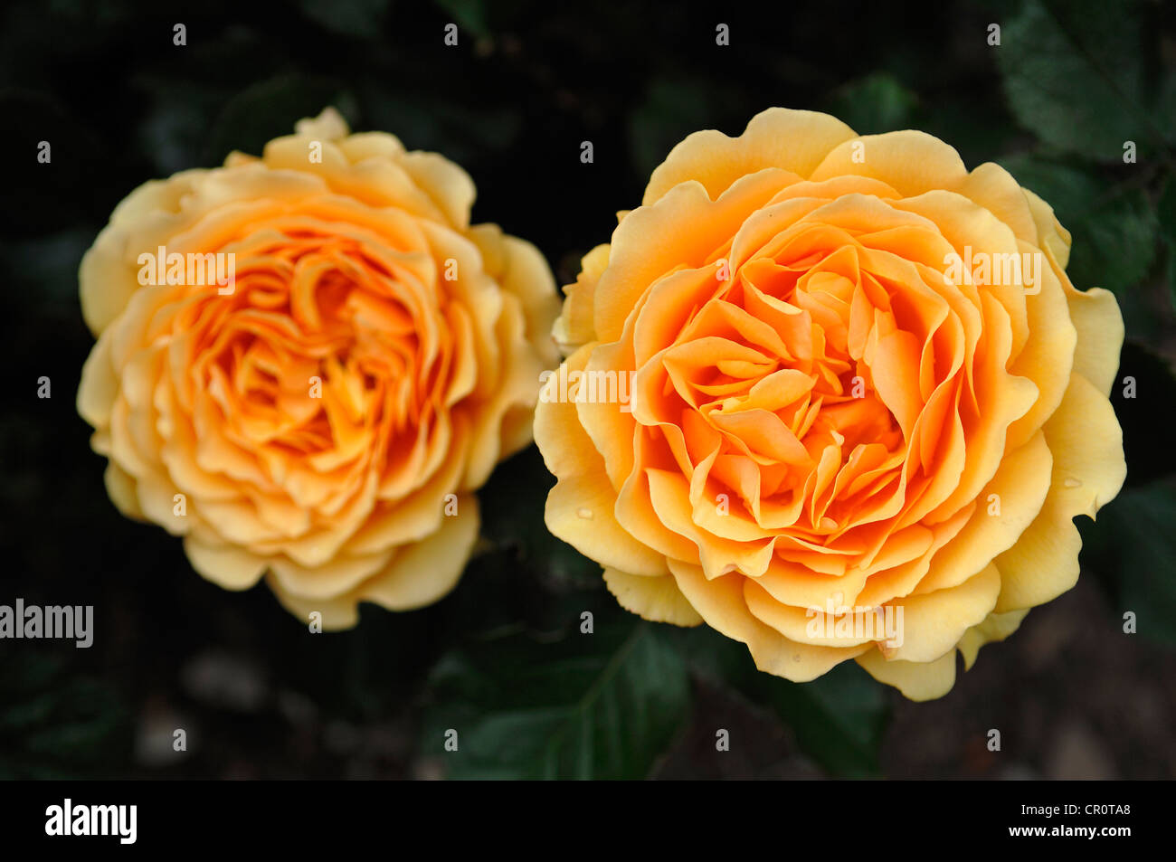 Rose (Rosa), la variété 'Amber Queen' Banque D'Images