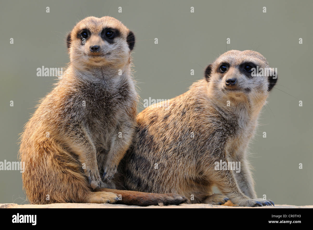 Deux les suricates (Suricata suricatta) Banque D'Images